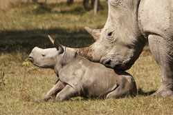 rhino baby